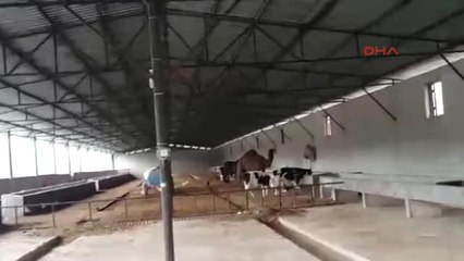 Adana-Tefeciler, Veterinerin Devesine El Koymuş, Ölen Kişinin Adına Şirket Kurmuş