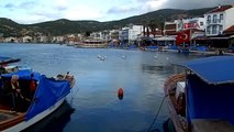 İzmir-Pelikanlar Bu Yıl da Foça'da