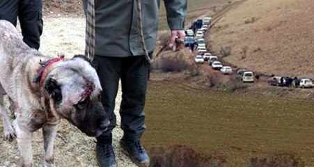 Konvoy Böyle Görüntülendi! Köpek Dövüşü için 7 İlden Gelen 100 Bahisçiye Operasyon