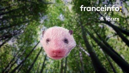 Yuan Meng le panda de Beauval : de petite saucisse à grosse peluche, découvrez notre étonnant morphing