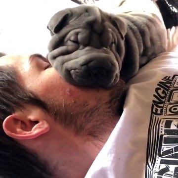 Quand ton chien te prend pour son oreiller