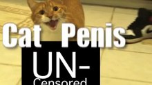 Cat Penis (Uncensored)-X6JznqlhOMs