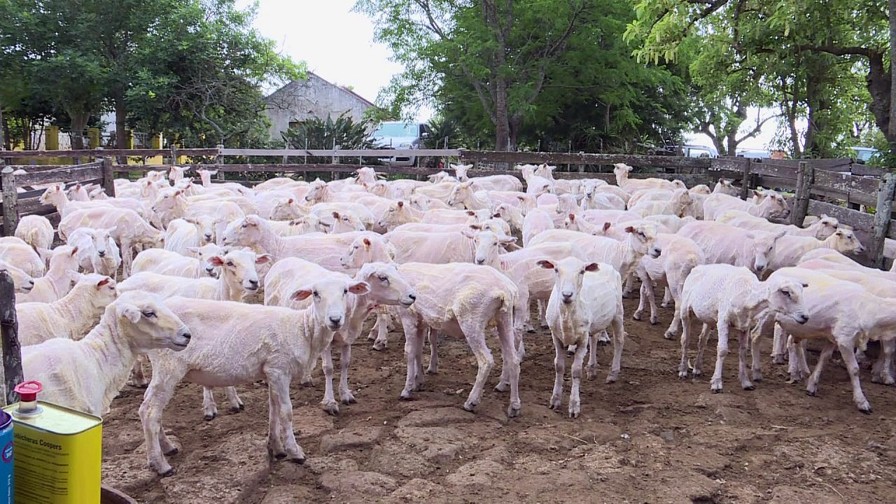 Wolle aus uruguay landet in deutschen autositzen