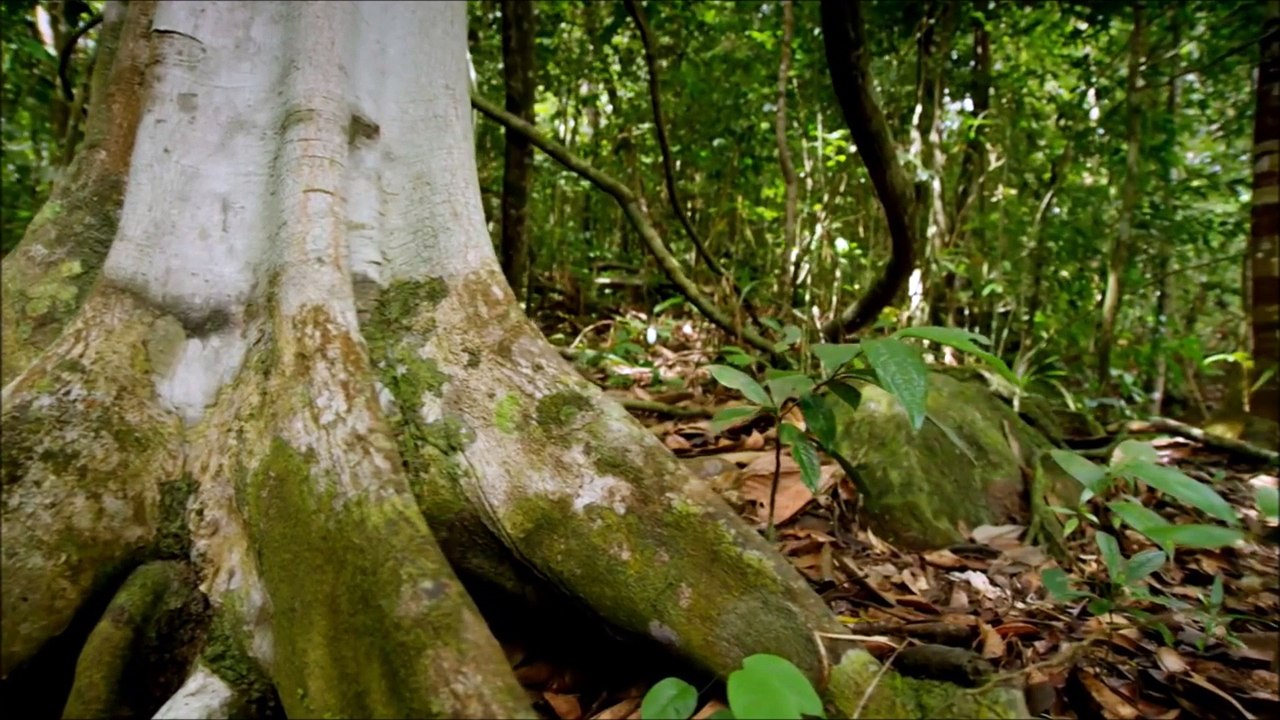 Le plus petit félin du monde : Le Chat rubigineux