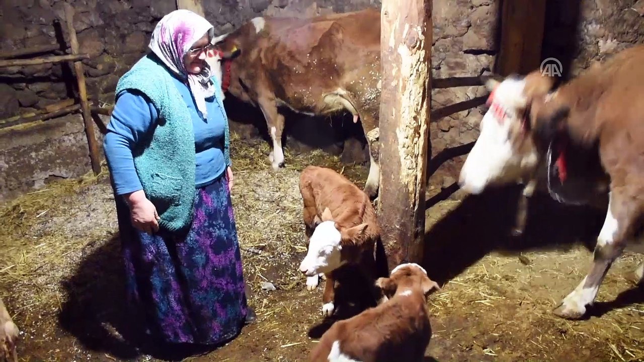 Üçüz doğuran 'Yaşmaklı' sahibini sevindirdi - GÜMÜŞHANE