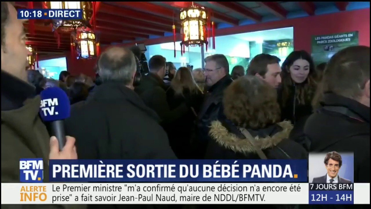"Une foule compacte" se presse pour la première sortie publique du bébé panda du zoo de Beauval