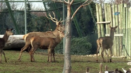 Yazdan kalma günler kızıl geyikleri de etkiledi