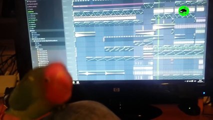 PARROTS GOING CRAZY - Funny Parrots Compilation