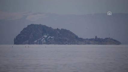 Van Gölü Kuğu ve Flamingoları Ağırlıyor