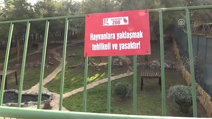 Cumhurbaşkanı Erdoğan'a Hediye Edilen Aslanlar Gaziantep'teki Yuvalarına Yerleştirildi