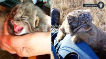 وجد مزارع 4 قطط صغيرة في مزرعته ولكن عندما كبروا أدرك أنها ليست قطط أليفة !!