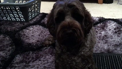 Dog doesn't want anymore training!