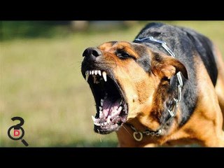 Top 10 Cei Mai Periculosi Si Interzisi Caini