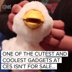 This duck helps kids with cancer
