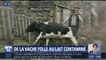 De la vache folle à Lactalis, retour sur les principaux scandales sanitaires