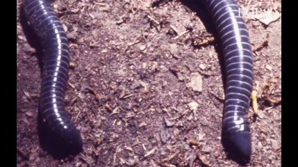 Alcoolisme : un "ver" pour combattre la cirrhose ?