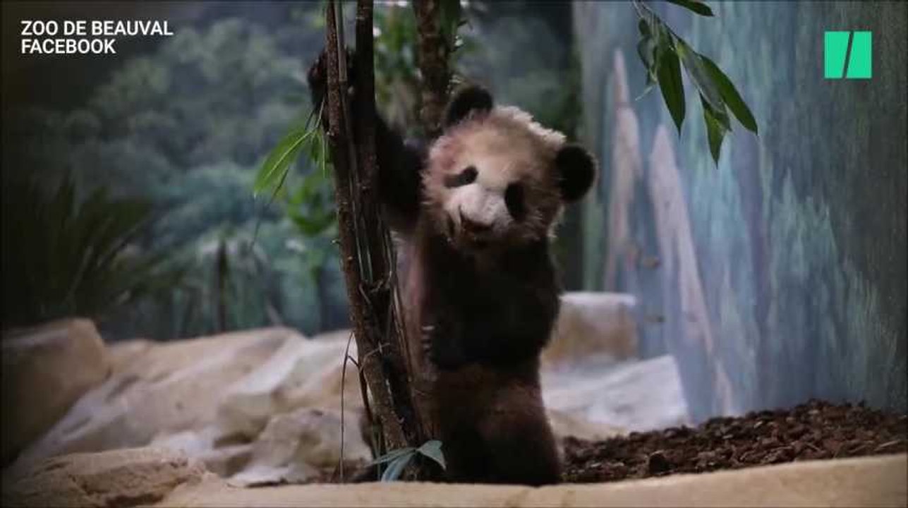 Yuan Meng, le bébé panda du zoo de Beauval a fait sa première sortie publique