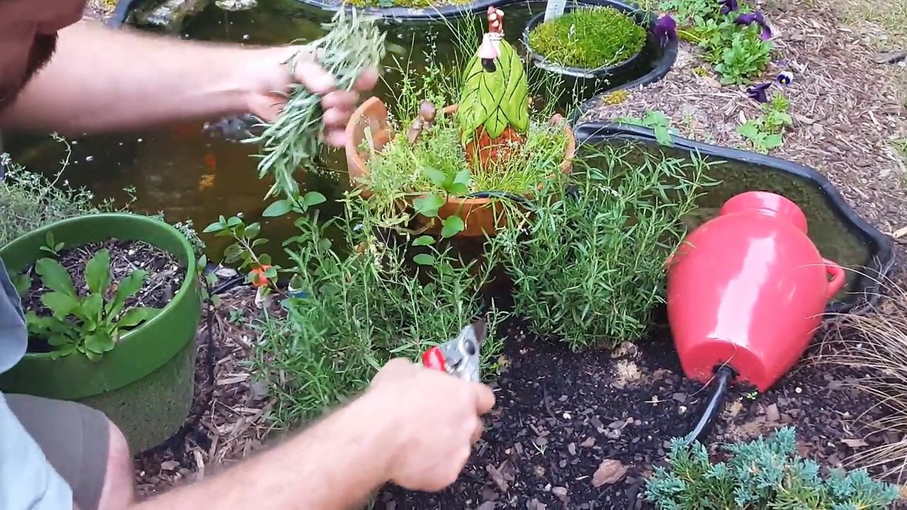 KILL SUPERBUGS - Smudging - Purify Air Naturally