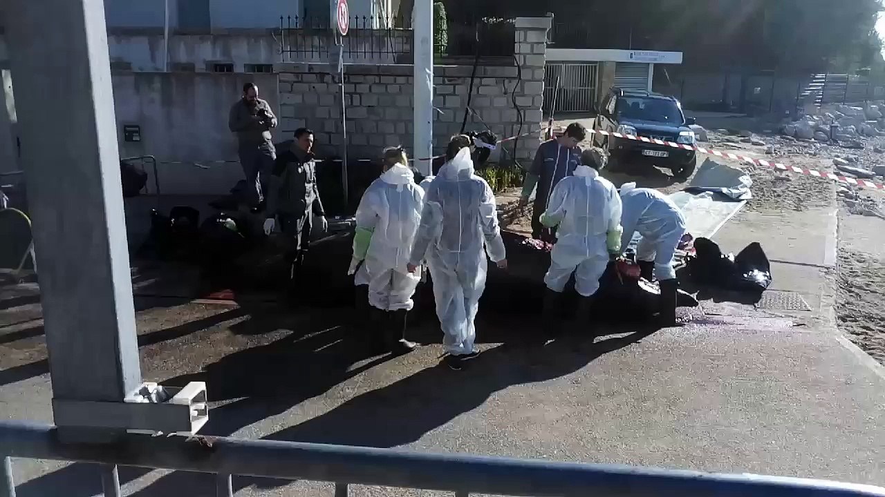 Une baleine retrouvée morte par les sapeurs-pompiers jeudi dernier à Cassis