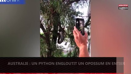 Australie : Un python de trois mètres engloutit un opossum (vidéo)