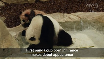 First panda born in France makes public appearance