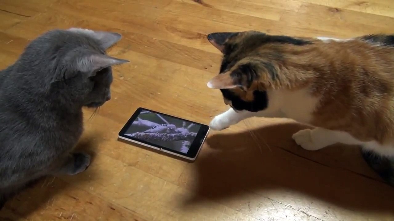 Кошки и смартфон | Cats and smartphone