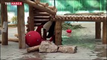 Sevimli panda Fafa, yeni oyuncağıyla oynamaya doyamıyor