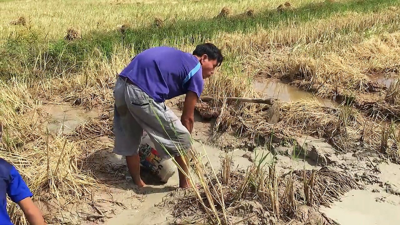 Wow! Amazing children Fishing - How To Catch Fish By Hand In Cambodia - Catch A Lot Of Fish