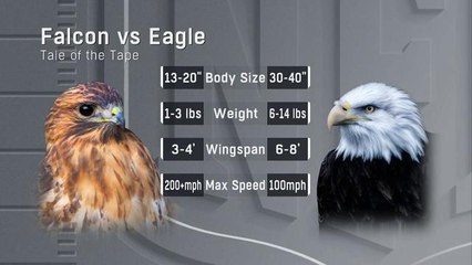 Tale of the Tape: Falcons vs. Eagles