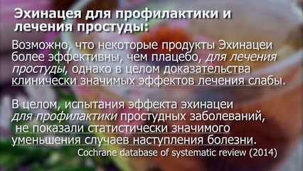 Топ народых средств от гриппа и простуды - работают ли они? [Скепсис-обзор]