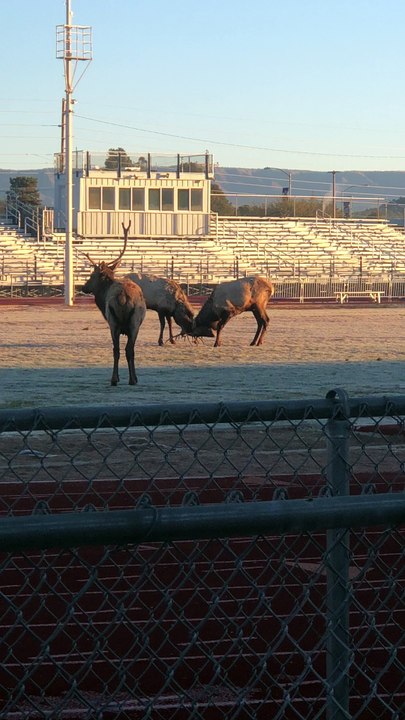 Elk Showdown