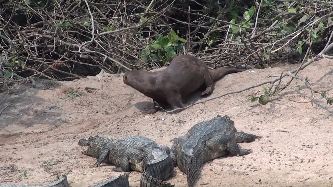 Cette loutre géante n'a pas peur des crocodiles et vient les narguer!