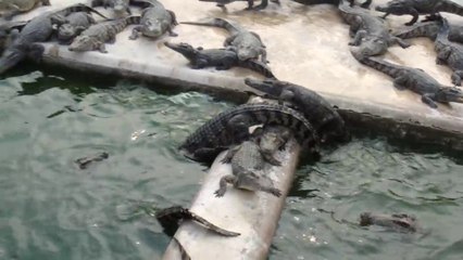 下载视频: L'heure du repas pour des centaines de crocodiles à Siem Reap (Cambodge)