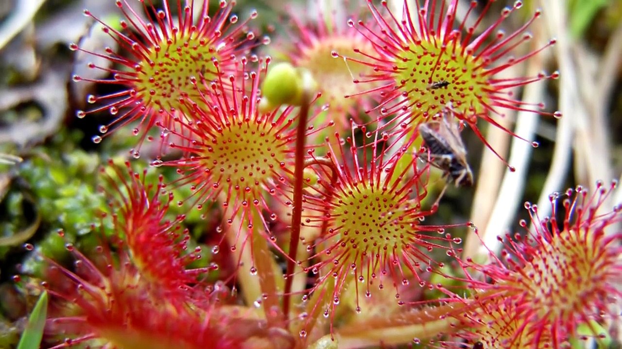 16 Creepy and Strange Plants