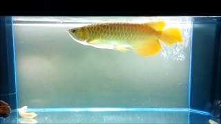 2 Years Old Blood Red Arowana