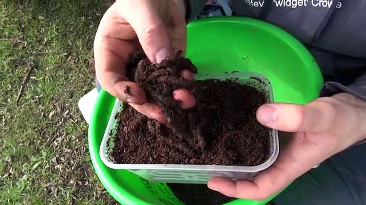 Perch Fishing Rigs, Tips & Tics