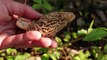Morel Mushrooms - Tips and observations - Wild Edibles Series