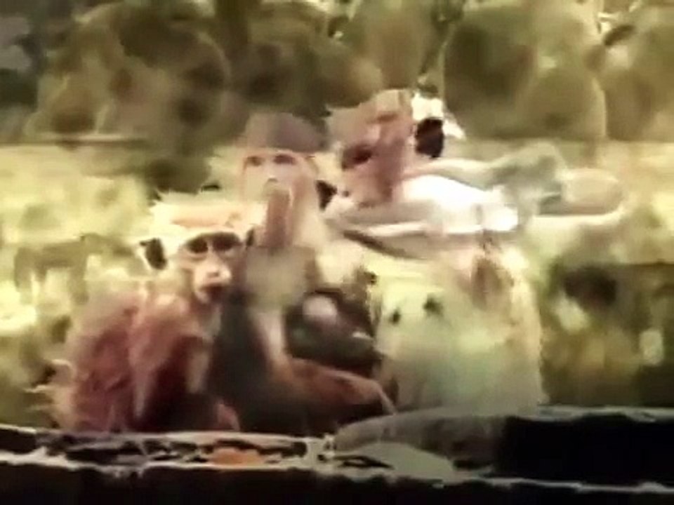 Documentary: Hyena Facts National Geographic