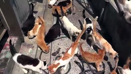 Japan's Cat Island - Incredible!
