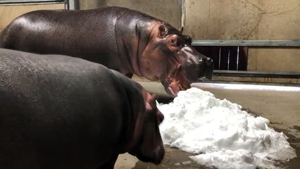 Fiona got her first taste of snow today