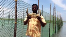 Freshest Crab masala - Caught, Bought and Cooked - Cooking huge Crabs - Big Crabs