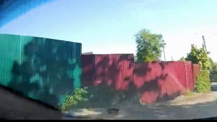 ANIMALS CAUSING MAYHEM JUNE 2017