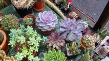 How to care for & grow Echeveria Succulent plants