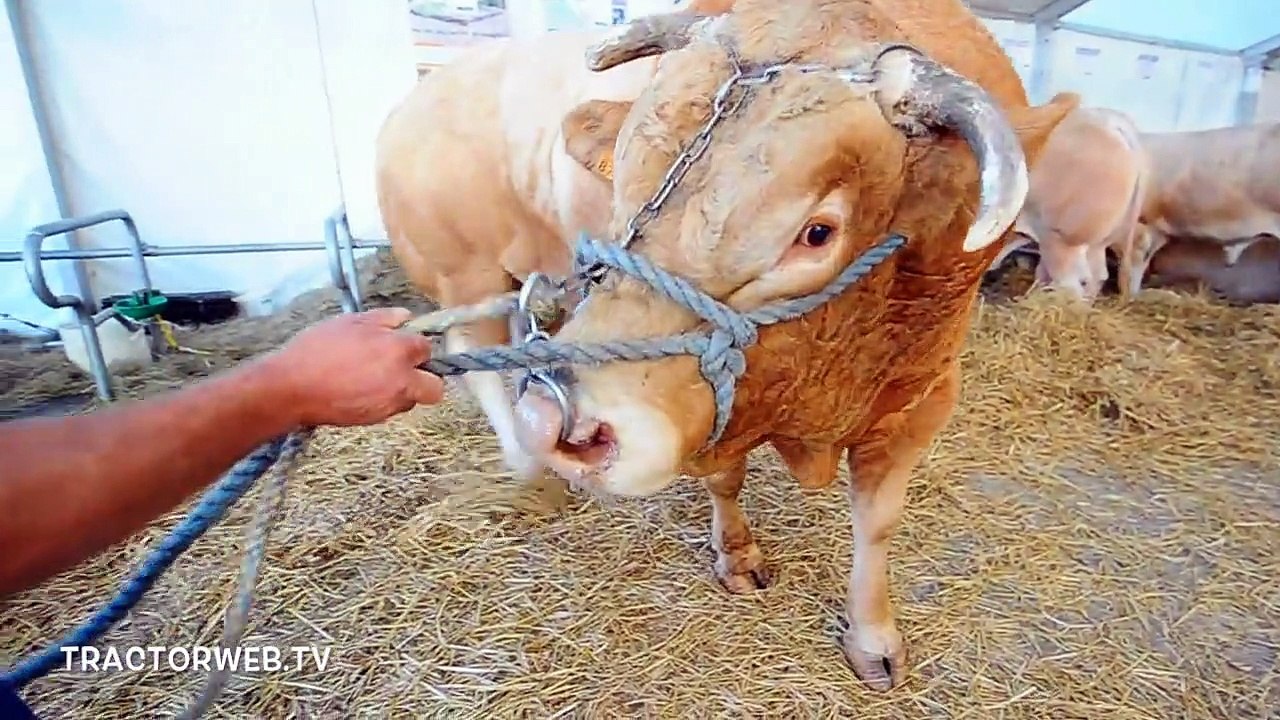 2 Yaşında 1500 Kilo