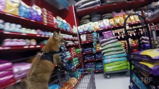 Pet store trip for a fox