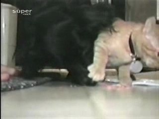 Chaton égoiste mais si mignon