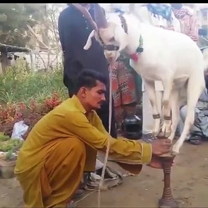Bakri tamasha talented goat