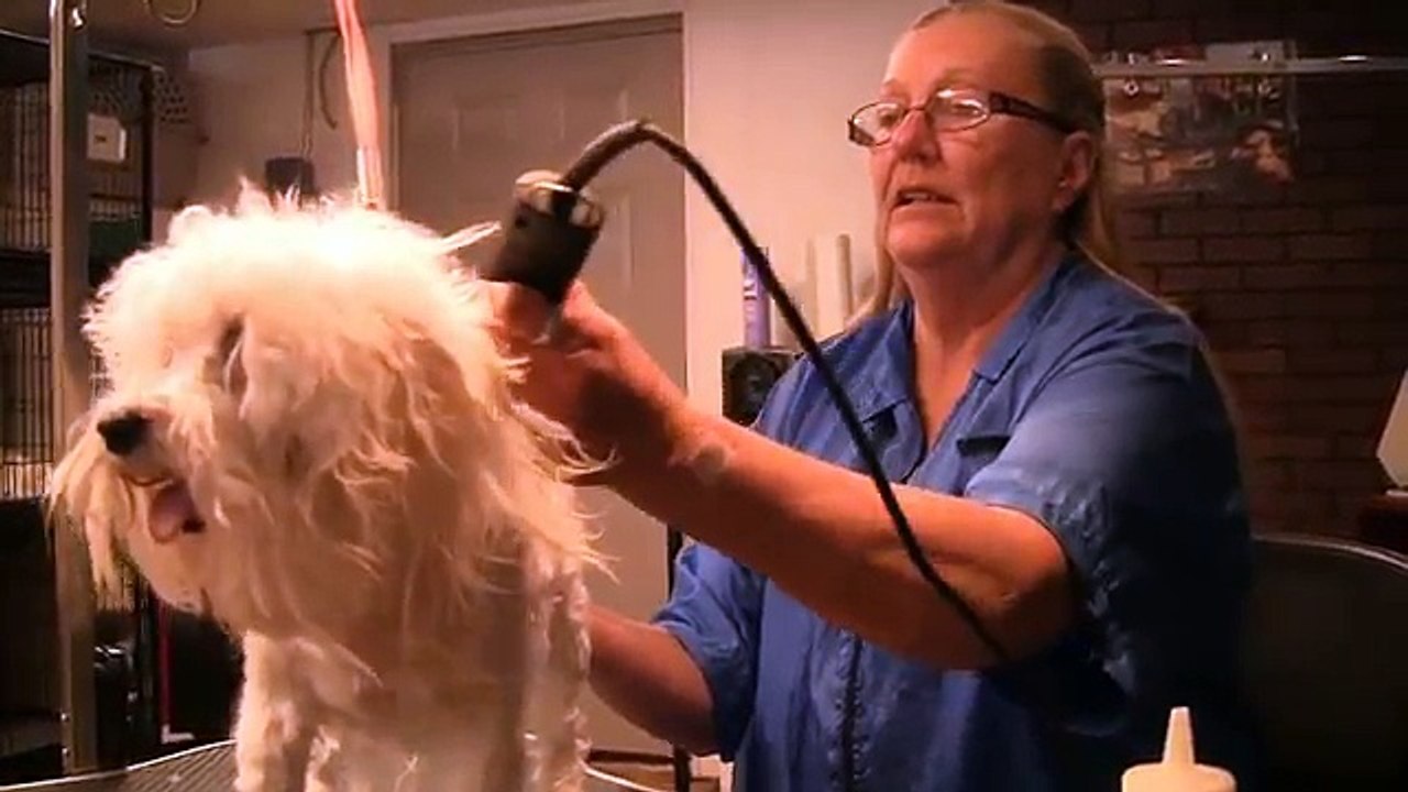 Learn How to Groom a Maltipoo at Home Grooming Maltipoos