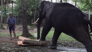 Tusker elephant eating food