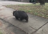 Wombat Spotted Strolling Along Canberra Footpath